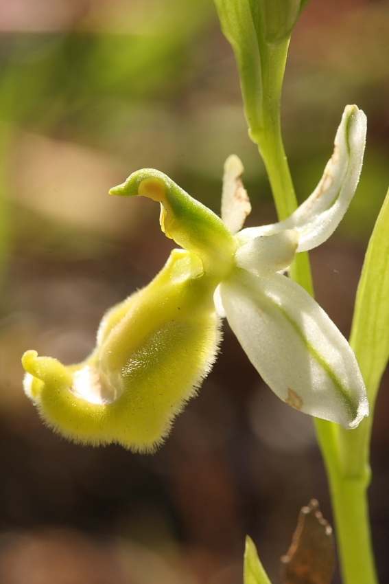 Ophrys bertolonii gialla!